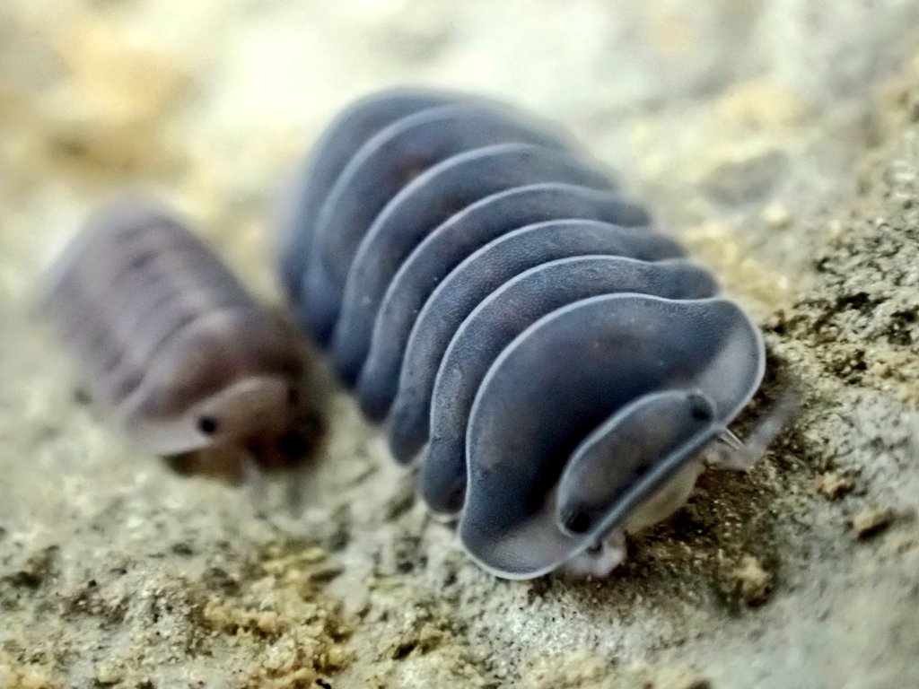 タキ1/11アクアリウムバス【Round Collector】 (@Takisan0523) / Posts / X