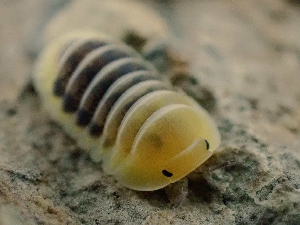 タキ1/11アクアリウムバス【Round Collector】 (@Takisan0523) / Posts / X