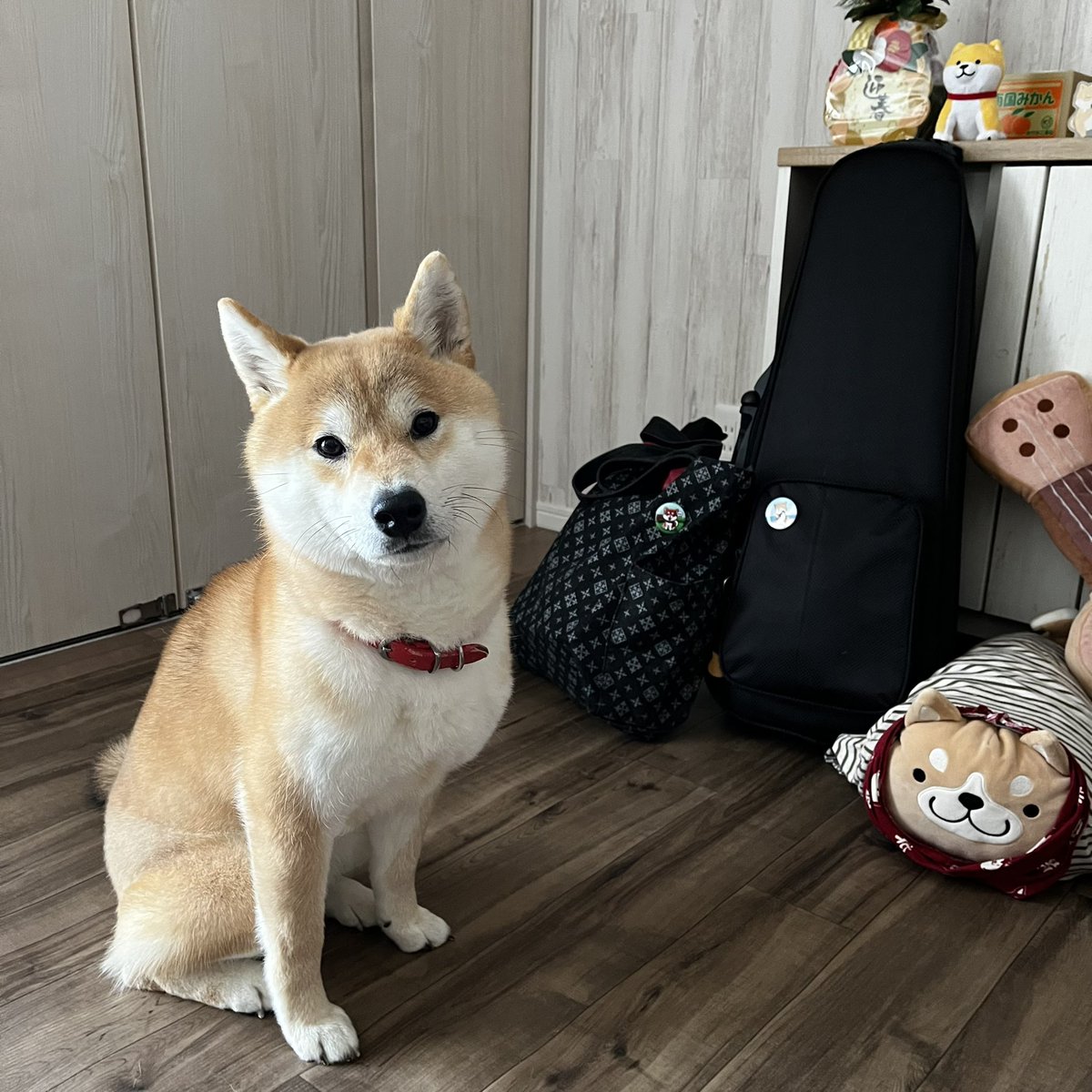 柴犬こめ1歳 (@shibainukome) / Highlights / X
