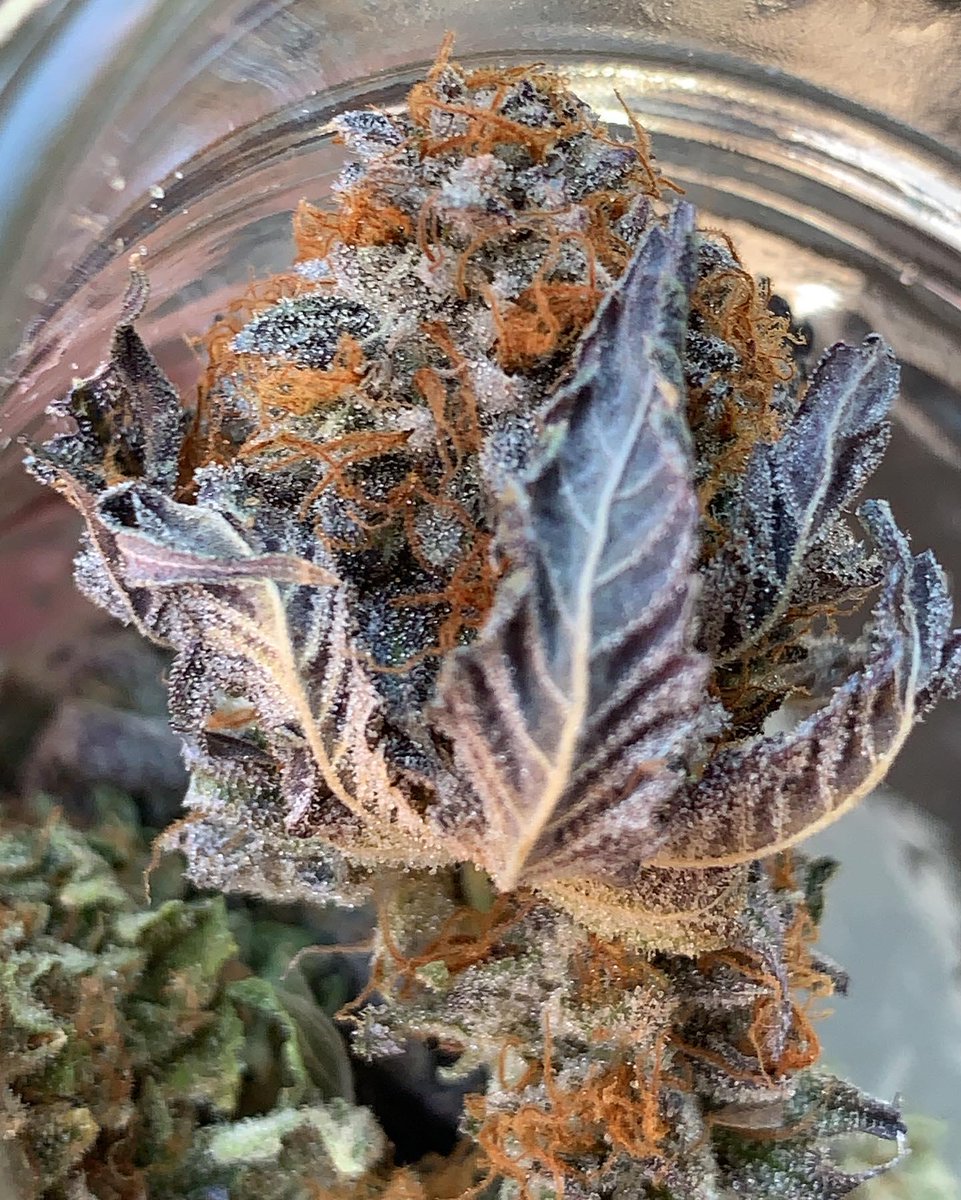 WriteWeed tweet media