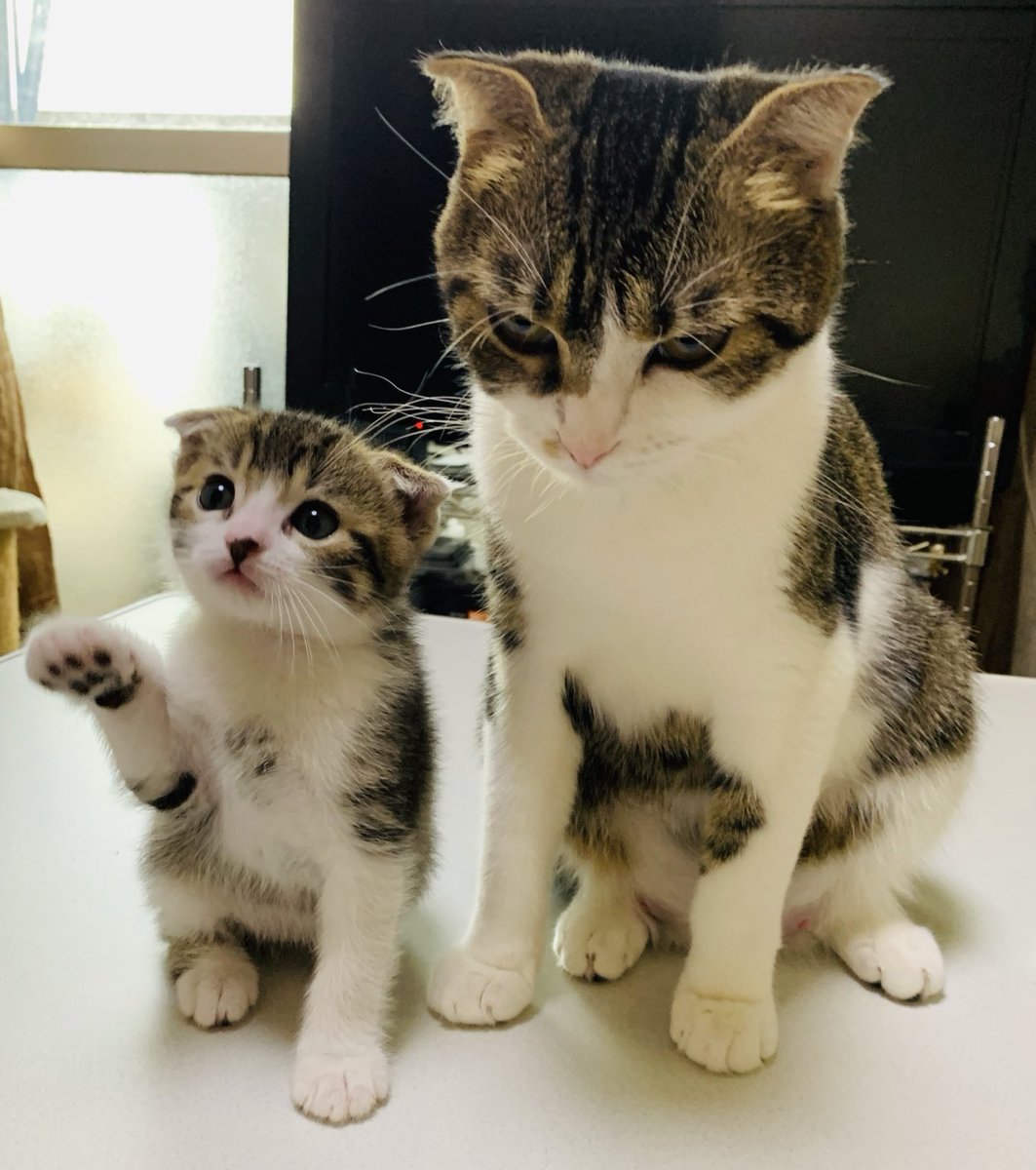 123akipapa's tweet image. 寒い思たら雪やで母ちゃん❄️☃️❄️