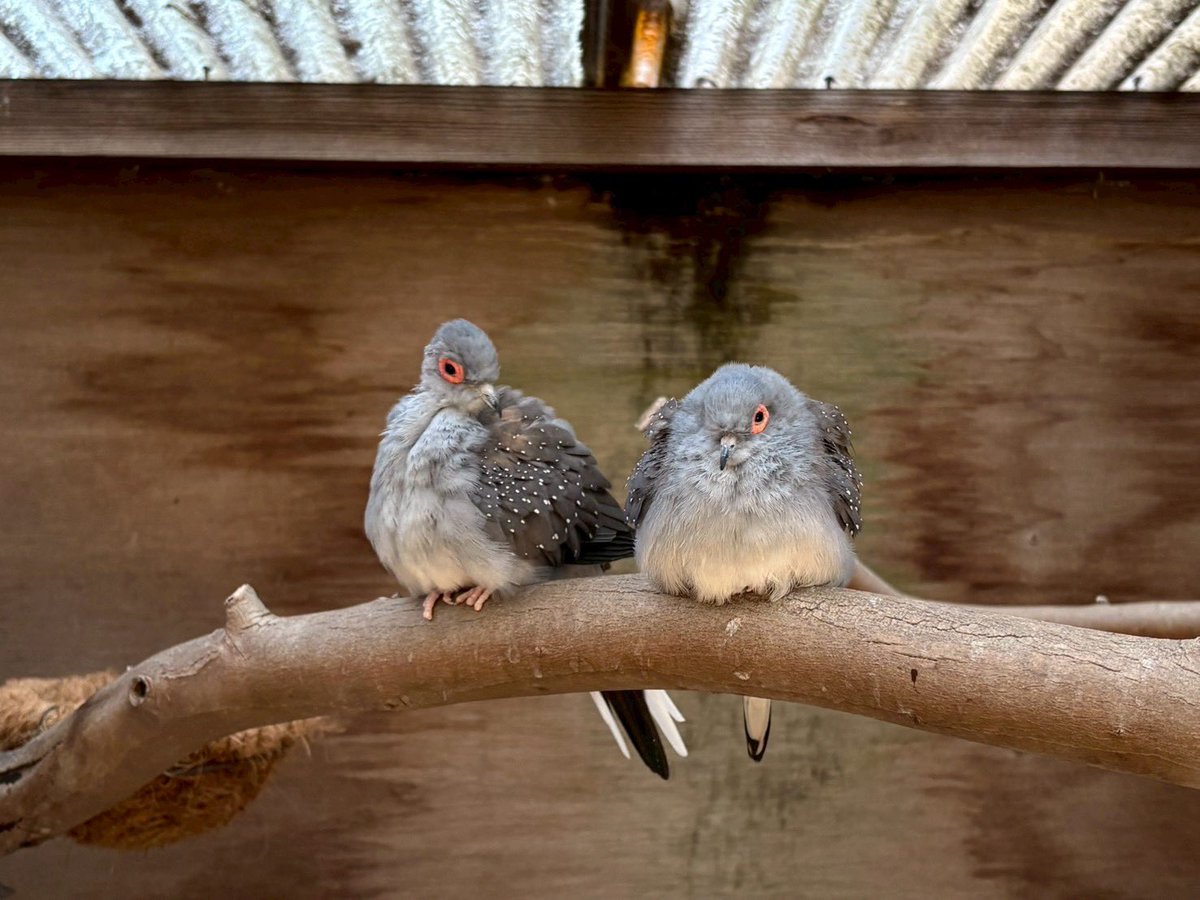 kbird_official's tweet image. おはようございます☀
昨日から吹いていた風が少し落ち着いてきた越谷です🌪️

朝からうとうとウスユキバト💤
今日は暖かくなりそうだね😊

#ウスユキバト
#世界一小さなハト
#まだ眠い
#本日開園中
#キャンベルタウン野鳥の森