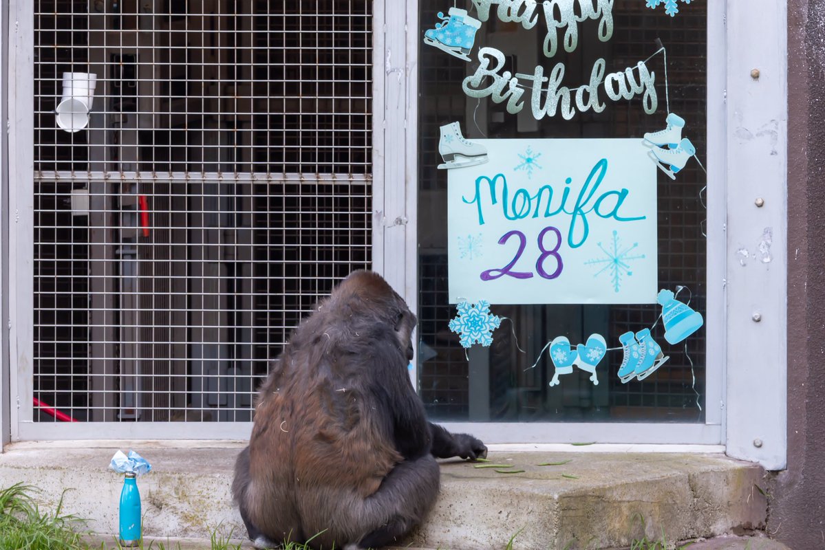 sfzoo's tweet image. Last week’s rainy weather washed out female Western lowland gorilla Monifa’s 28th birthday celebration, so her caretakers threw an epic party today! 

The winter wonderland theme featured snowflake decor, ice treats and more! Happy belated birthday Monifa! 

📷: Andrew Nesheiwat