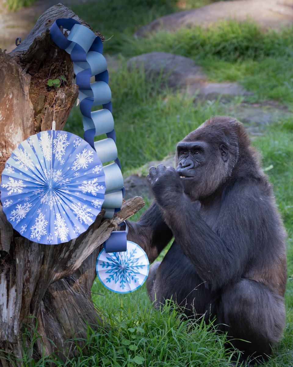 sfzoo's tweet image. Last week’s rainy weather washed out female Western lowland gorilla Monifa’s 28th birthday celebration, so her caretakers threw an epic party today! 

The winter wonderland theme featured snowflake decor, ice treats and more! Happy belated birthday Monifa! 

📷: Andrew Nesheiwat