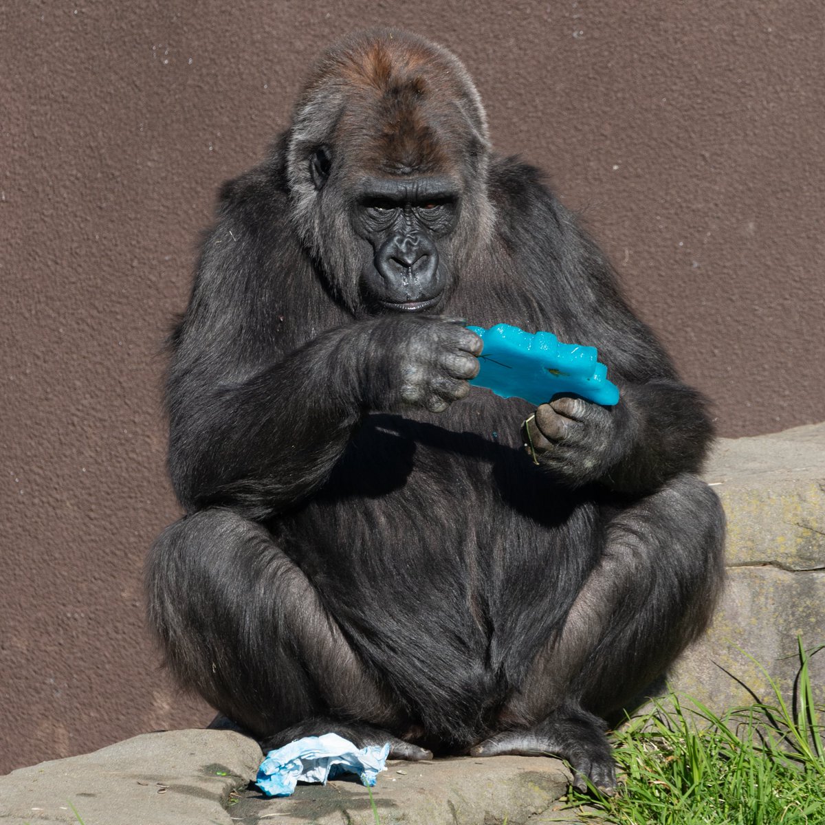 sfzoo's tweet image. Last week’s rainy weather washed out female Western lowland gorilla Monifa’s 28th birthday celebration, so her caretakers threw an epic party today! 

The winter wonderland theme featured snowflake decor, ice treats and more! Happy belated birthday Monifa! 

📷: Andrew Nesheiwat