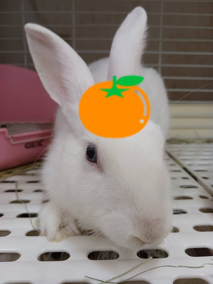 うさぎ　12点　まとめ売り 鏡開き お餅のように白くて可愛いNo.1060 一宮の学校のんびりホワイト