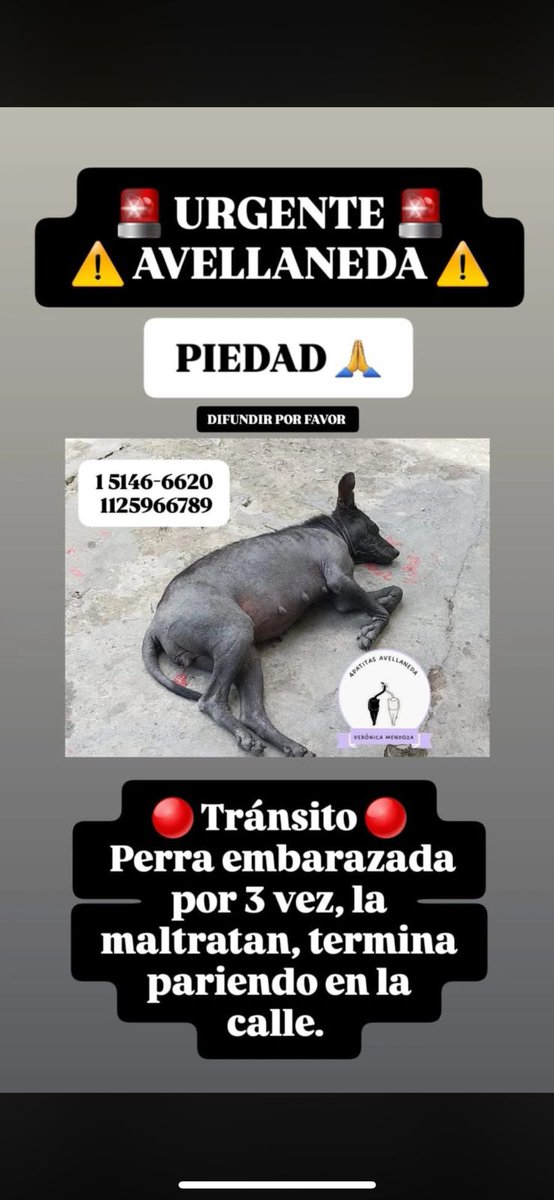 Urgente  la perra está siendo maltratada, golpeada y a punto de parir! La sobrina del dueño es la que la da para que la dejen de maltratar. 
Urgente un tránsito 1125966789
<a href="/AlmasDeLaCalle/">Almas De La Calle</a> 
<a href="/polaco_adrian/">Adrián Kolszyc</a> 
<a href="/protegealanimal/">PROTECCION ANIMAL - ARGENTINA</a> 
<a href="/Atenea34921155/">callejeritos Buenos Aires 🐾🐩🐈🌈🌈</a> 
<a href="/peludospeques3/">pequeños peludos argentina ok</a> 
<a href="/Bichuok1/">Bichu ok🐶🐱🌷🍀☀️(ex Sandri ok)</a> 
<a href="/Gaby_Gege/">🐕GABYGEGE🐈⚪🔴⚪🇦🇷🧉🏆🏆🏆</a>