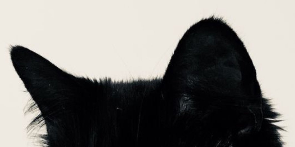 azulaservant's tweet image. Kitty Zula…