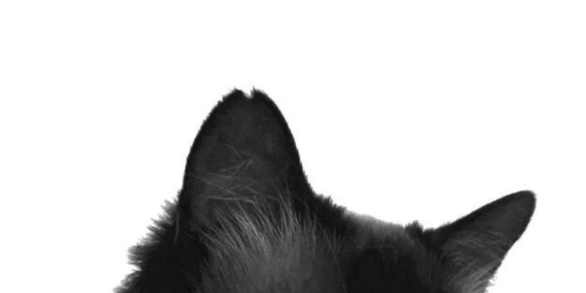 azulaservant's tweet image. Kitty Zula…