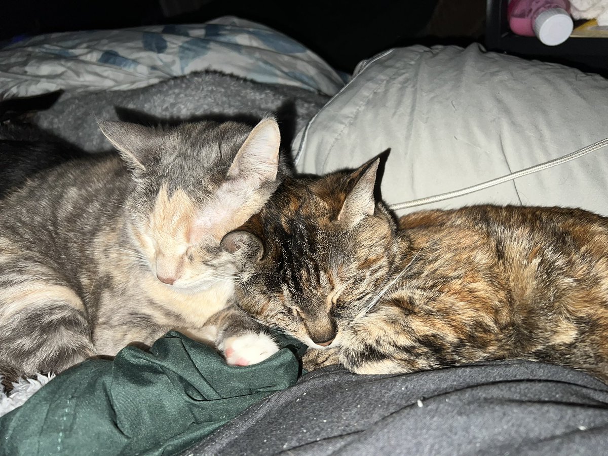 creelweb's tweet photo. @MissyBBBobtail https://t.co/OvejrQSnNb