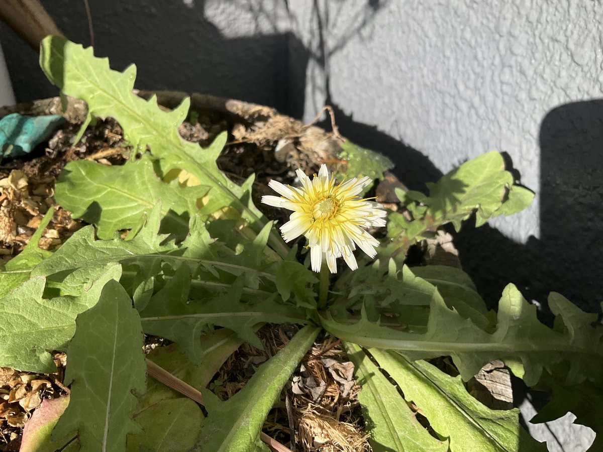 rrn's tweet image. シロバナタンポポ咲いたー！カワイイー！
冬に咲くっけ‥？