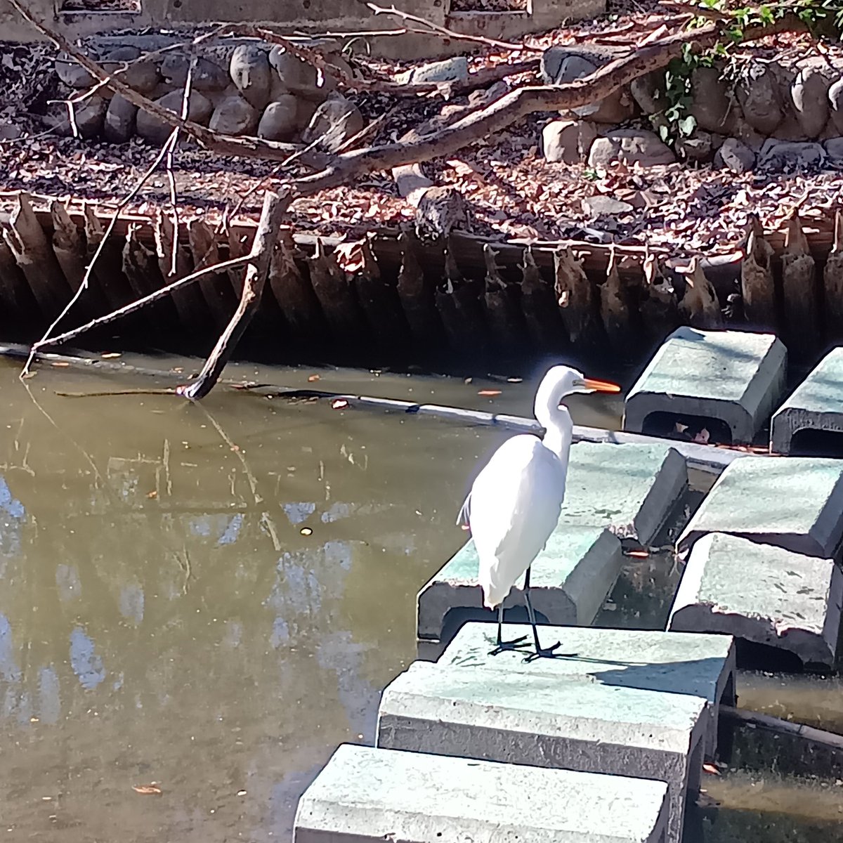 遅ればせながら、今年も何卒よろしくお願い致します！
厄年を抜けたことを知りガッツポーズをした西松です。
今年からより一層音楽楽しみます！

【LIVE】
1月28日 (水)新高円寺STAXFRED
OPEN 18:30　START 19:00　
¥3000 ＋ 1drink 
出演者：西松亜香音/わじまゆういち/大山克幸/杉野森kaz