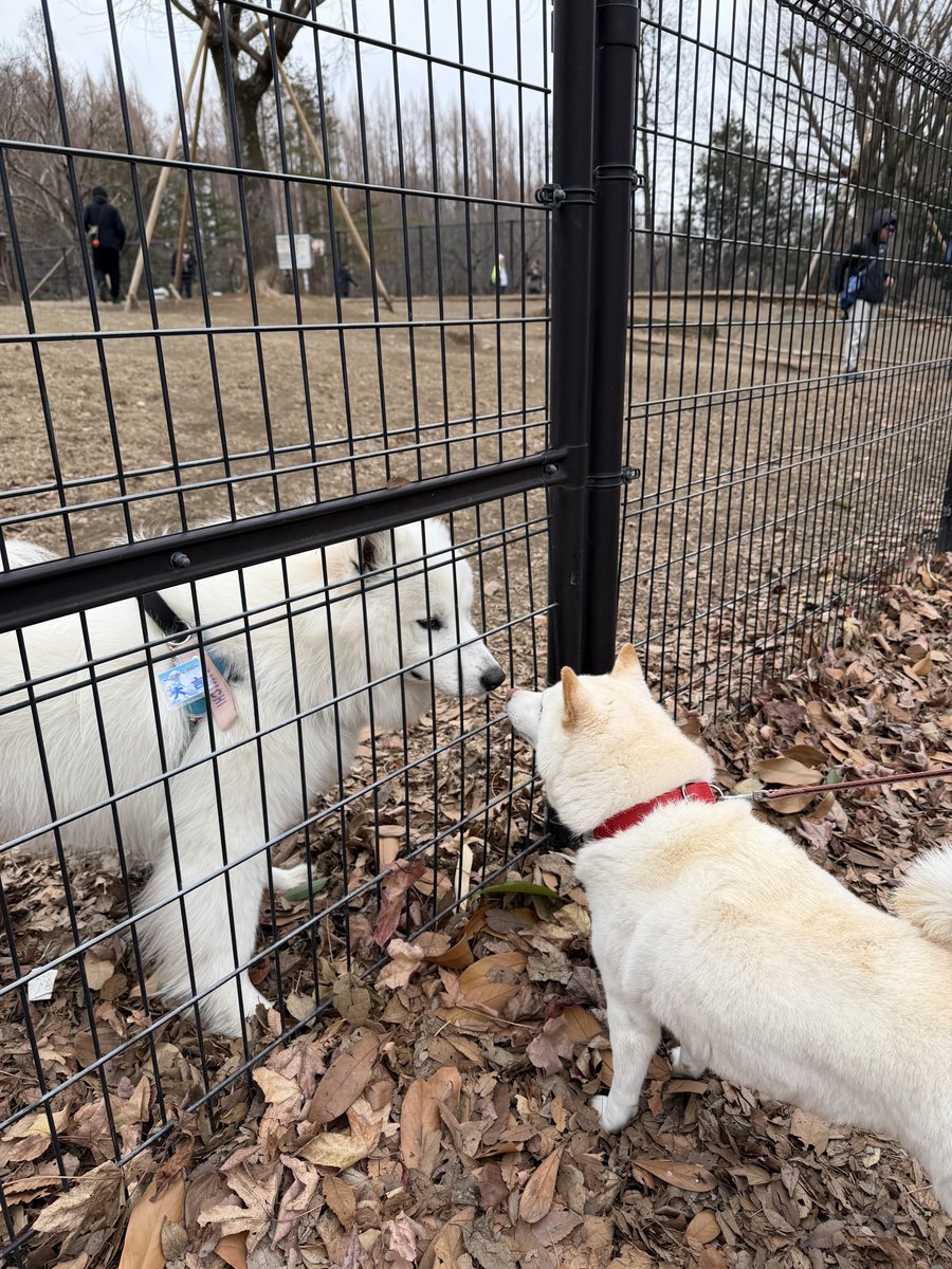 チョビ (@sirosibainu) / Posts / X