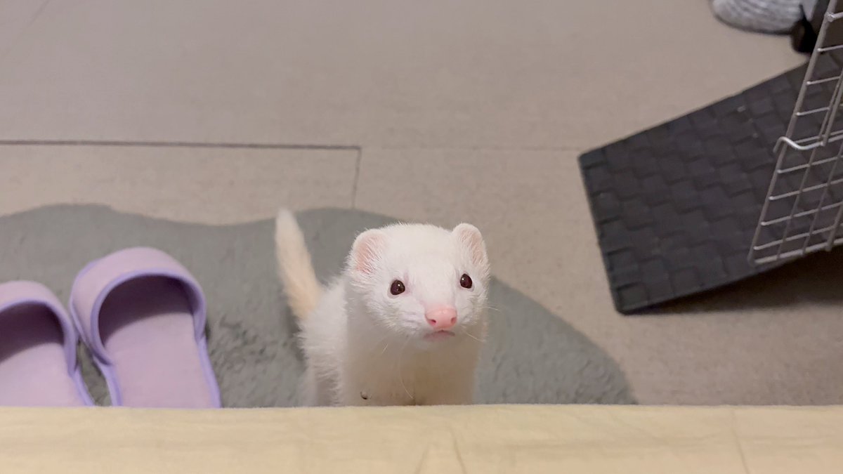 朝のミルクを催促に来たウユちゃん。飼い主は体調崩して寝てたけど可愛さのあまり起床🤣