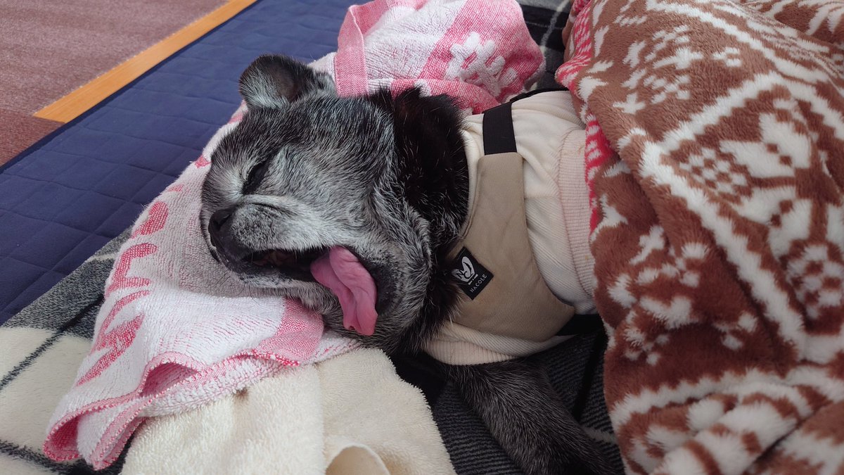 コロ助 (@korosukesumire) / Posts / X