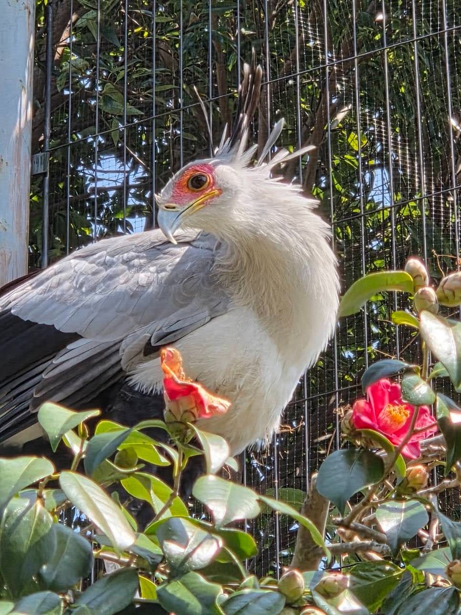 tobuzoo7's tweet image. 飾らない優美さ

#東武動物公園
#ヘビクイワシ
#プロア
#ツバキ 
#花言葉