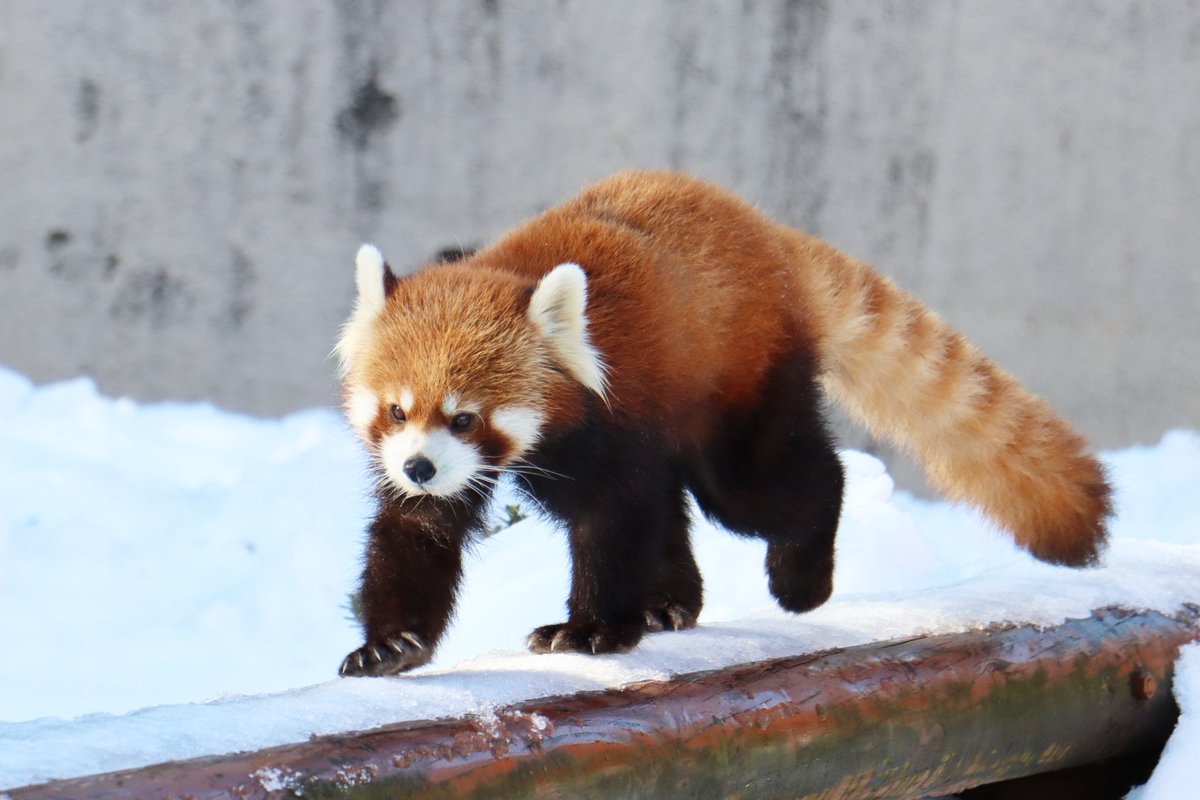 ㈱ゴン太 (@SbbFFBE2sVWOBjf) / Posts / X