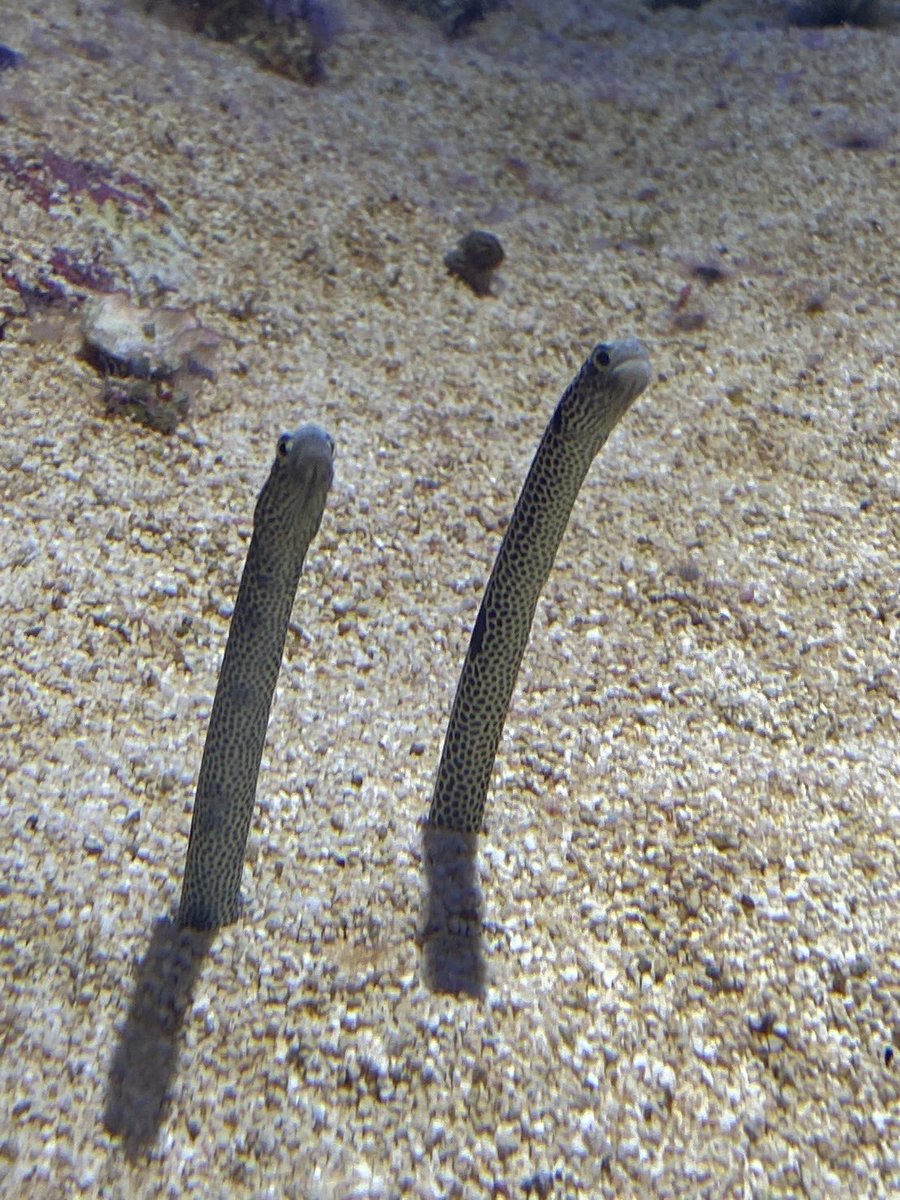 〈 🐈‍⬛ 🚺2↑ 男女スクコラボ 🐸 〉

🕰｜1/11 ㊐ 25:00 - 27:30
🥇｜各試合1,000（ 一括 ）

✍️｜ 🚹🚺荒野名 本垢ID 代表者ID 

《条件》 <a href="/Rrv6u/">🐈‍⬛ オリマー</a> F &amp; R
  ∟ FF , 交換 ある人 巻込 ○

 #男女スク #スクワッド #賞金ルーム