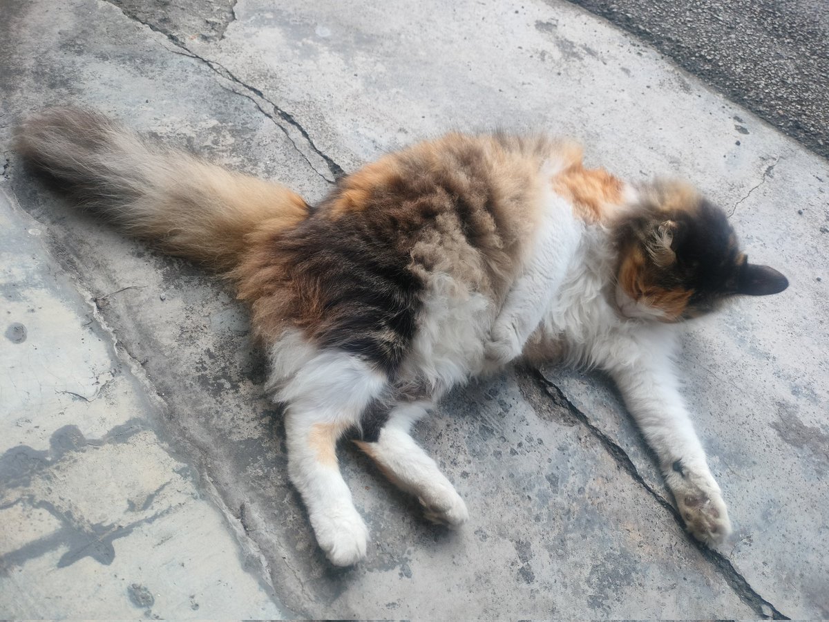 Skipper Lee tweet media