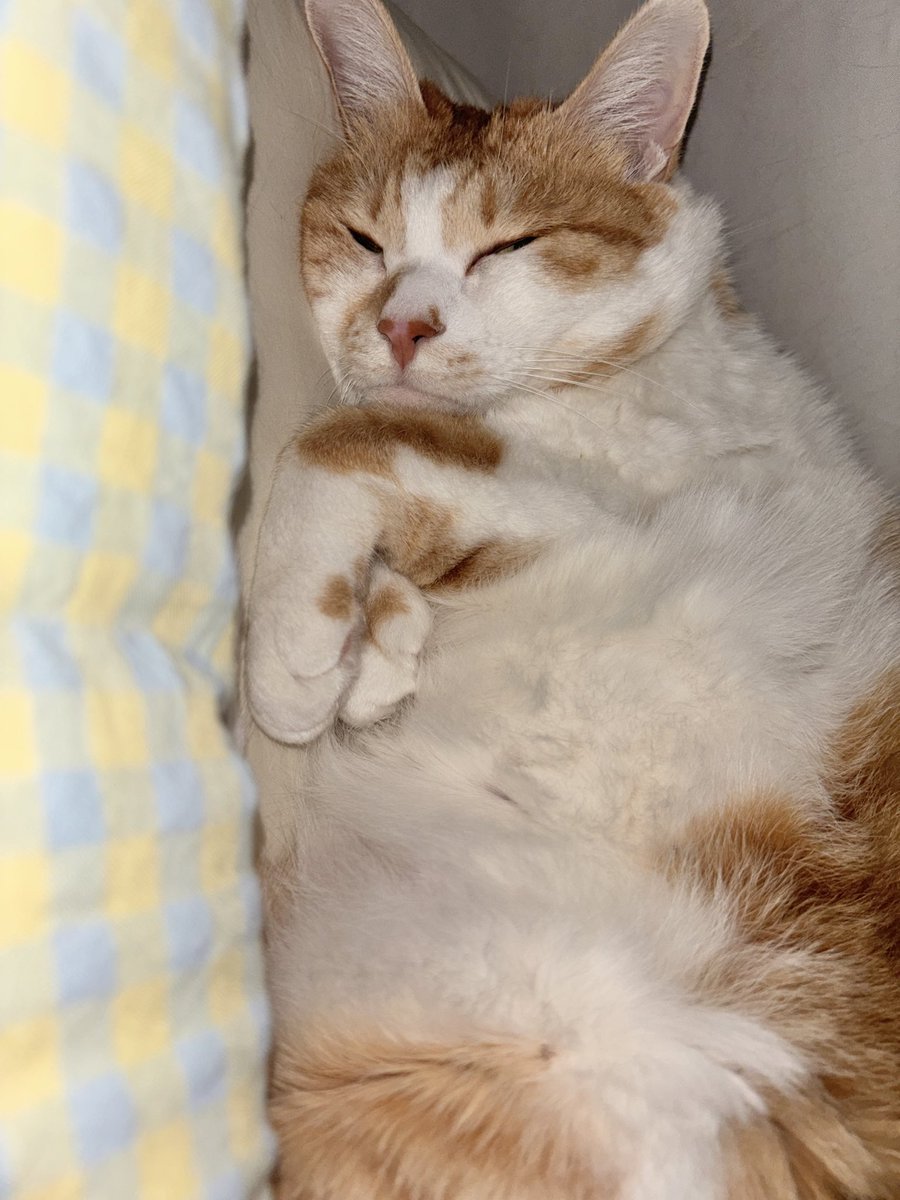 요즘 내 머리맡에서 잔다