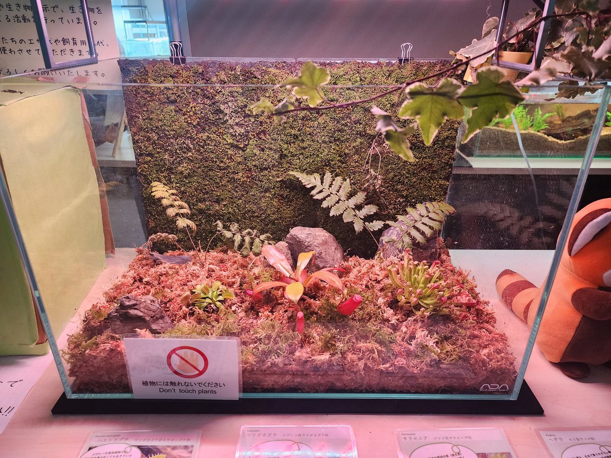 HiraLABO's tweet photo. 本日も天王寺動物園内、チンパンジー館近くのZOO MUSEUMにて枚方高校生物飼育部&amp;ひらラボによる生き物展示を行っています！！明日まで！
パネルだけの展示ではなく生体が全79種、さらに高校生たちによる熱のこもった解説付きです！！
#天王寺動物園 https://t.co/Lt0XuczKkj