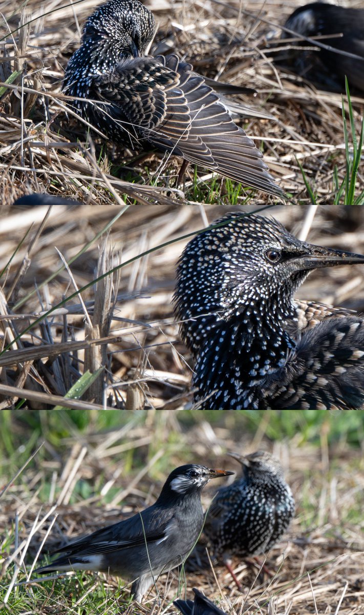 日光浴 ※タップしてみてね🙌 #野鳥 #ホシムクドリ #Nikon #Z9