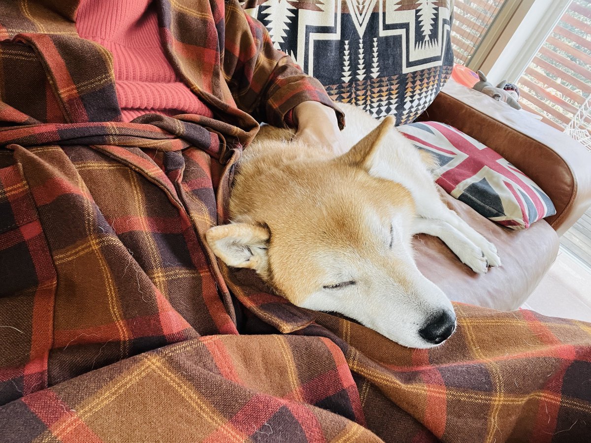 bubbledept's tweet image. このあたたかさを絶対おぼえておきたいし、すーすー寝息もいつでも思い出せるようにしたい　記憶から消したいと思う日がくるとしても