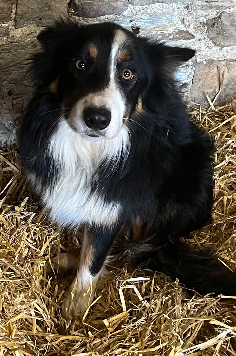 NED STILL MISSING
SINCE 29 DECEMBER 2025 FROM KEASON FARM #CORNWALL #PL12

#BorderCollie Tri coloured
with brown eyebrows, white stripe up his face
Ned is microchipped

#stolendoghour