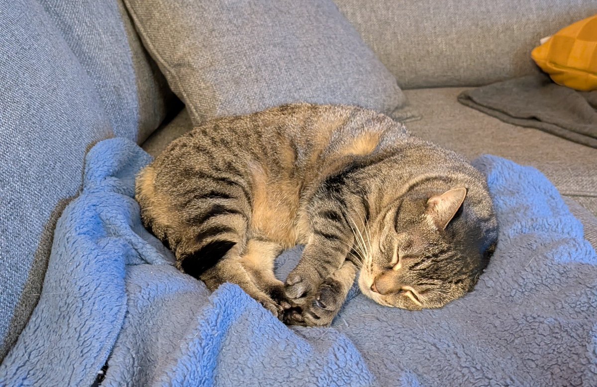 Felicity thinks #caturday is over and a 4-0 lead for the Leafs is plenty.
Good time to hold your paws too.