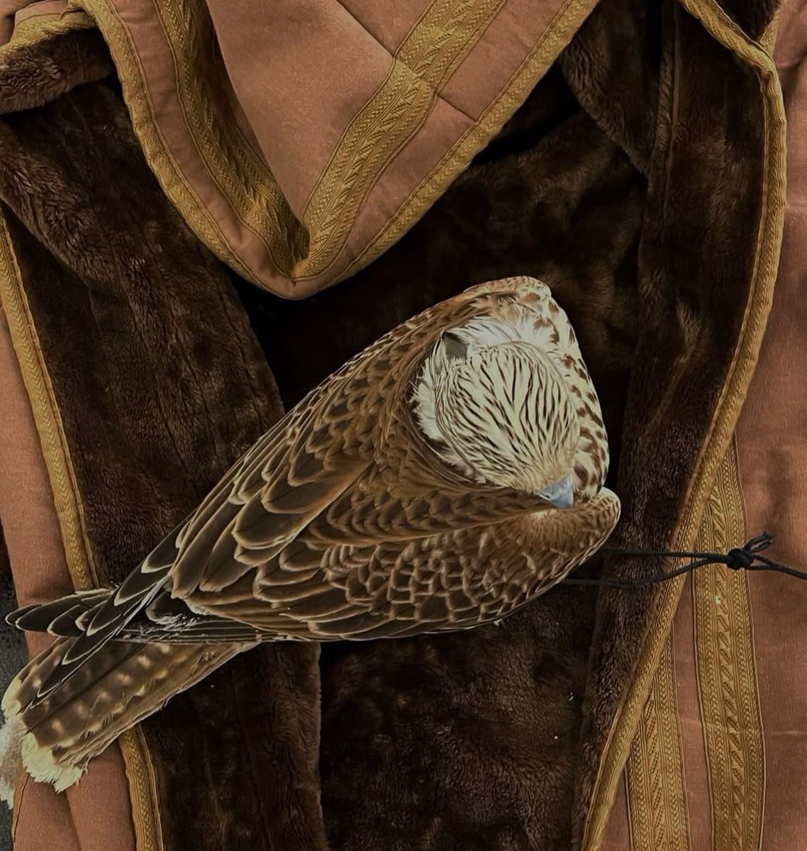 i_nazem's tweet image. تدور الليالي و تبقى الكبار … كبار
مثل ما تدور الأرض و القبلة هي القبلة .