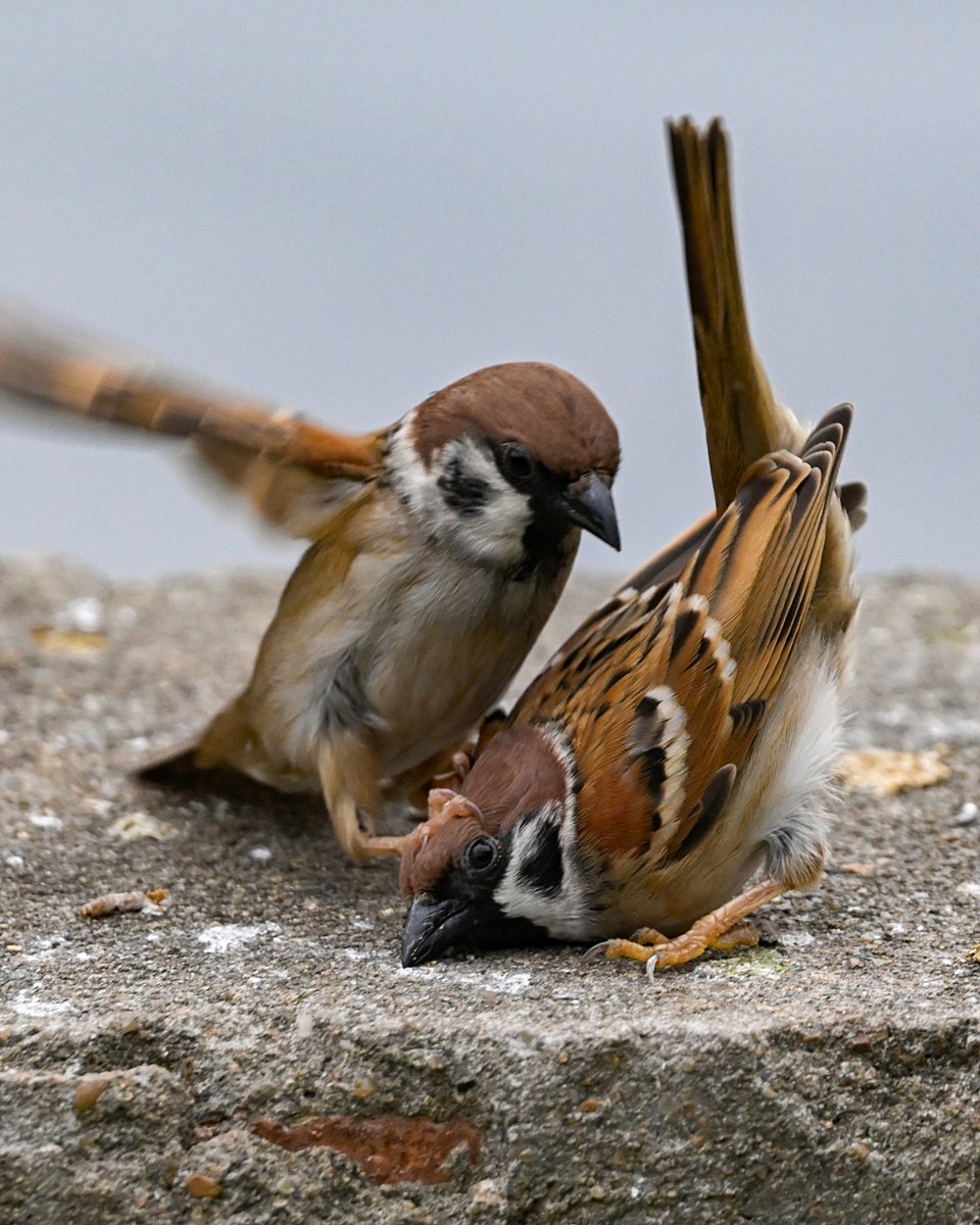 Sparrow fighting. #birding #Incrediblesichuan