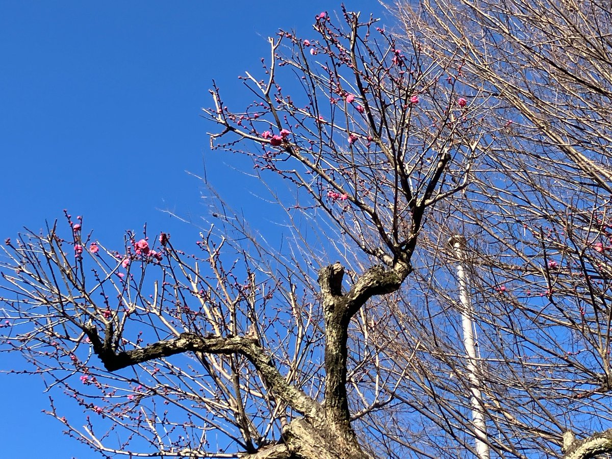 まだ1月11日ですが、資料館入口の梅の花がほんの少し咲き始めました。
小さな春の便りです！