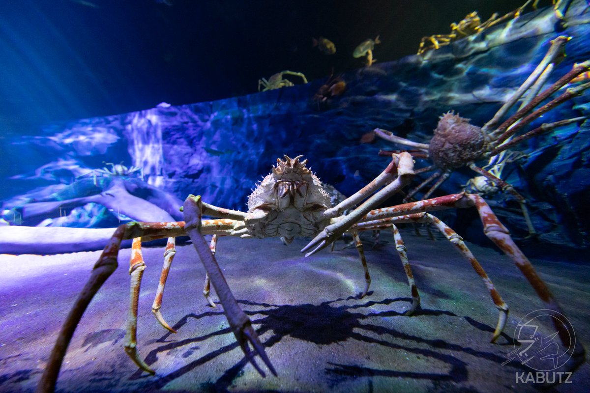 タップすると縦に並んで宇宙感が増します
#竹島水族館