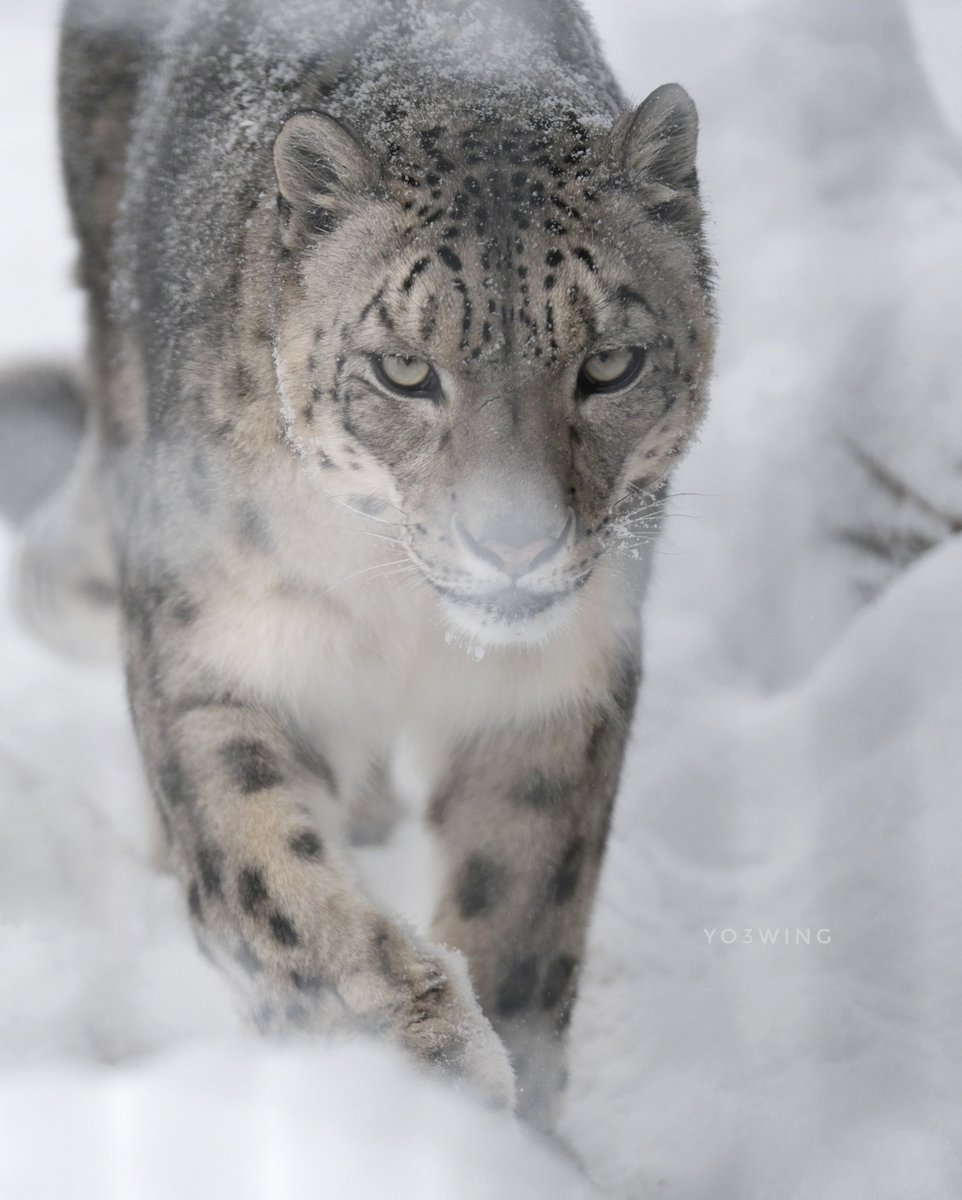 フブキくんでこんにちは🐾　

#ユキヒョウ 
snowleopard 
円山動物園 
maruyamazoo