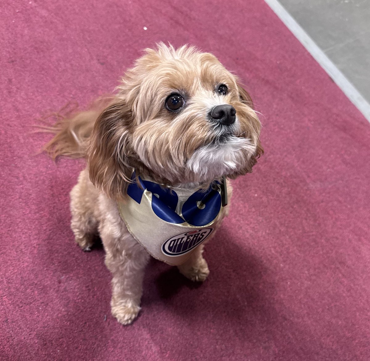 The (other) man of the hour 🐶 #LetsGoOilers