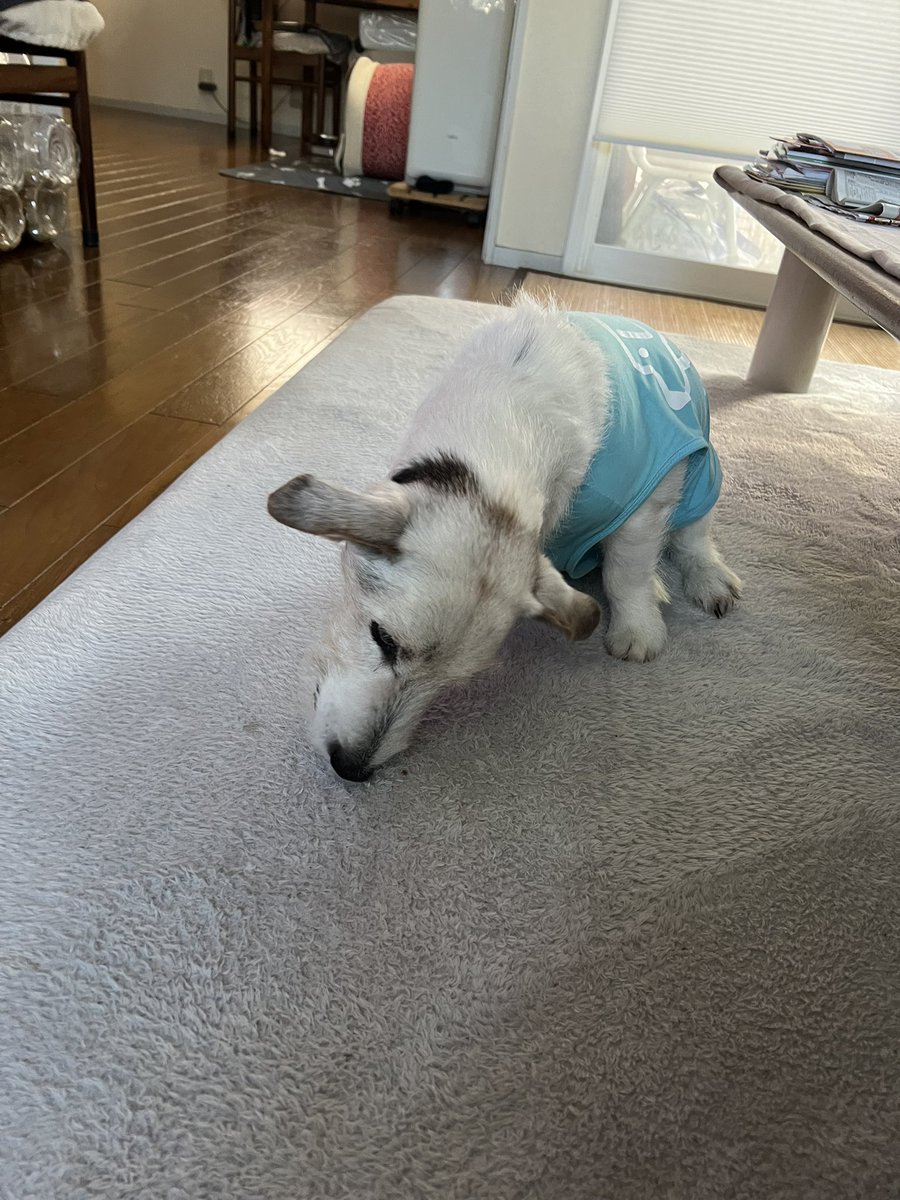 joy4ss's tweet photo. アグアグ🐶
#ジャックラッセルテリア https://t.co/wxz3sdem1O