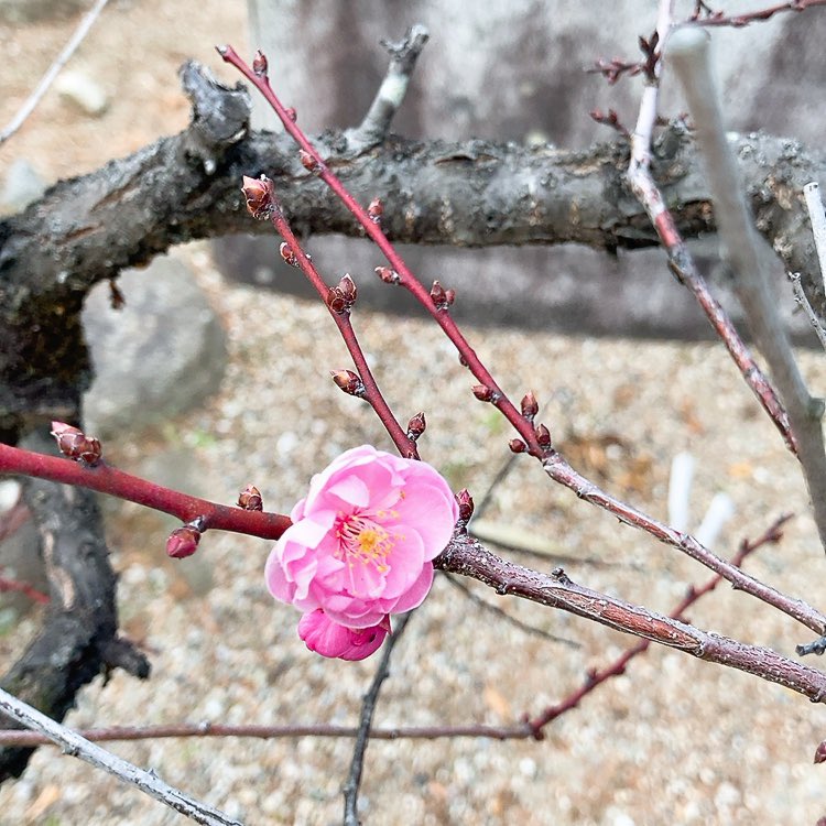 今年の鷽さんお迎えしました☺️梅が可愛く咲き始め 