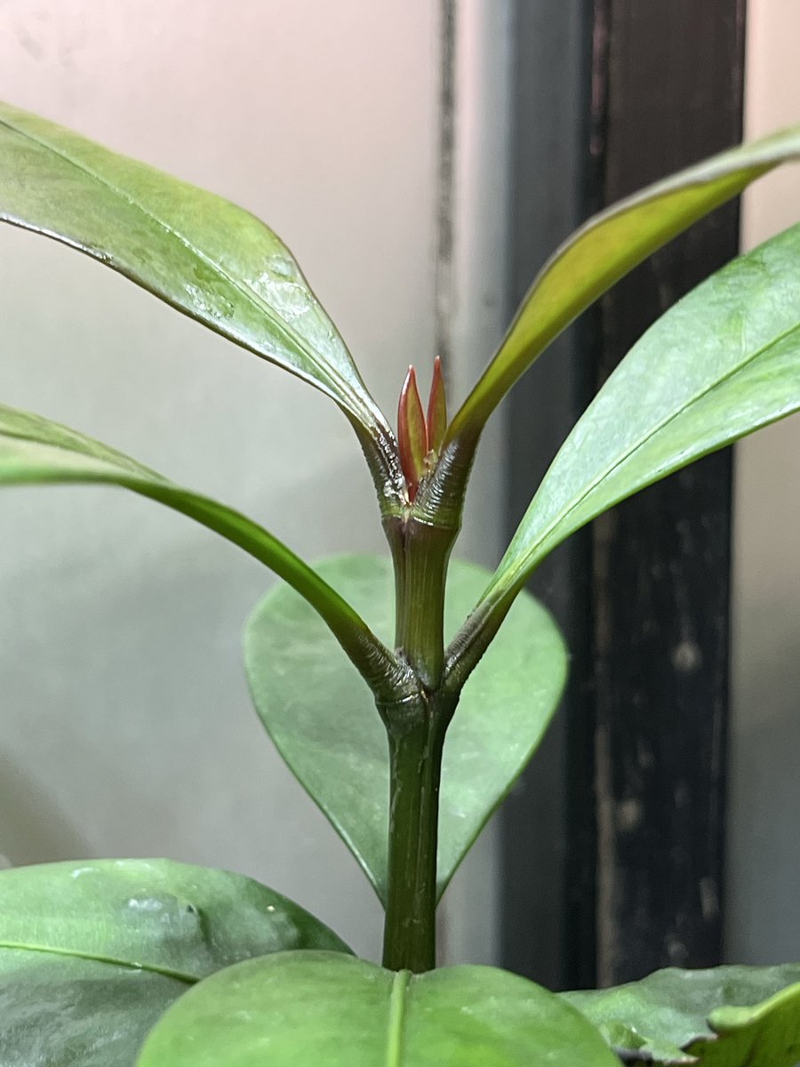 atemoyaRed's tweet photo. 前回新たな芽が出て一月で次の芽
（26年1月11日）
結構、順調では？
#マンゴスチン育成 https://t.co/nrwEd3tgBj