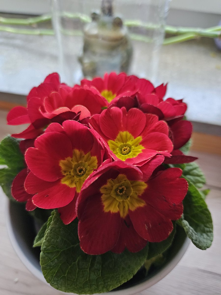 Habt einen schönen Sonntag 🤗 

#sonntag #grüße #primel #rot