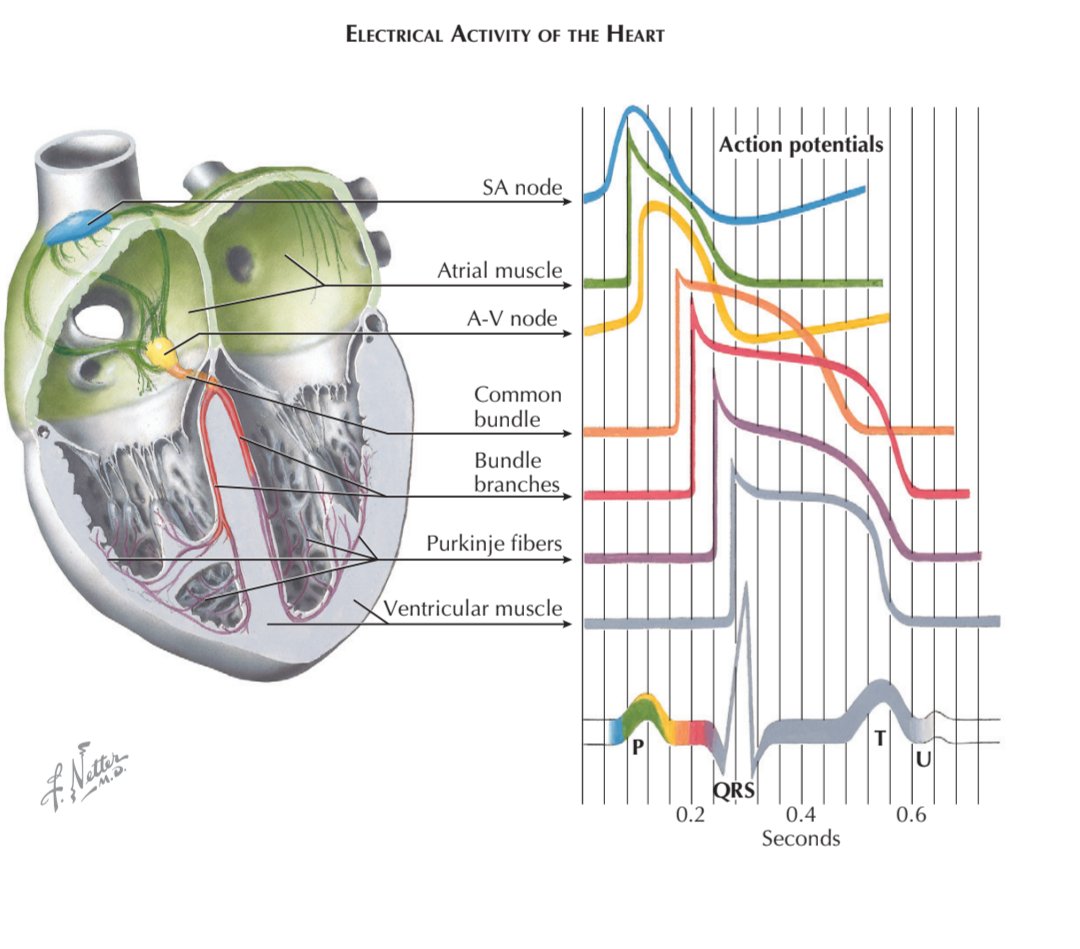 CardiovascularCorner tweet media