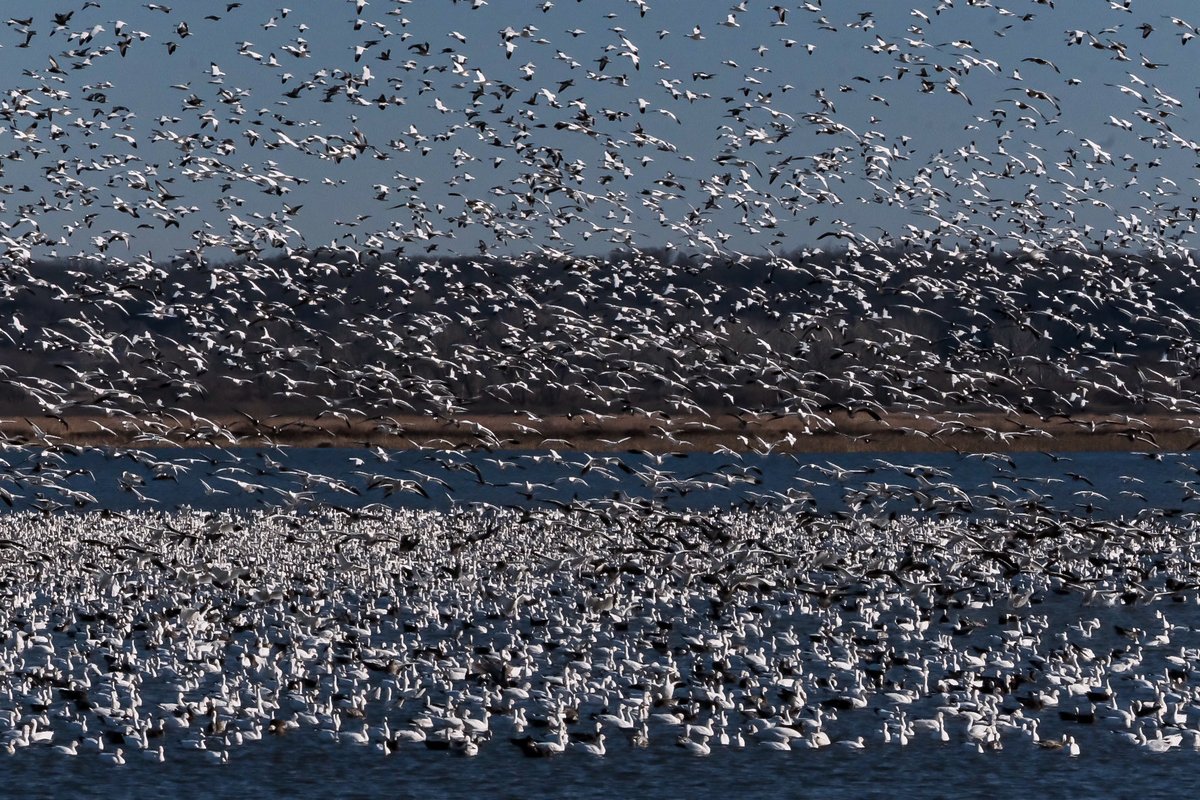 Bob Cronkleton tweet media