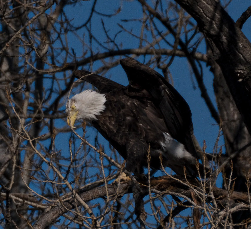 Bob Cronkleton tweet media