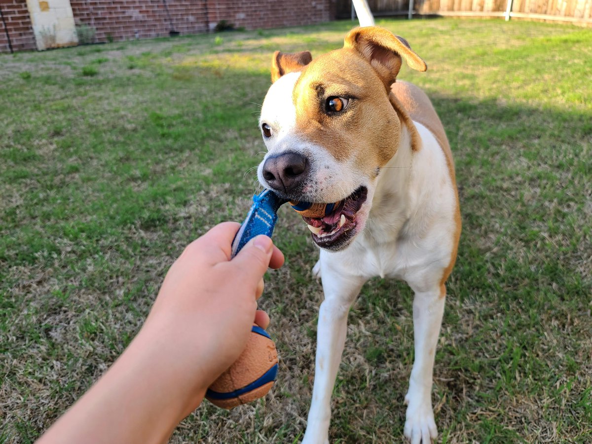 kninepets's tweet photo. Tug-of-war time? 🐾 Pick a durable toy 💪, let your pup win now and then 🏆, and always keep an eye out 👀 to ensure play stays safe and fun! 🎉
https://t.co/6eA1KQIeMX
#TugOfWar #DogPlaytime #HappyPup #SafePlay #DogToys #HealthyDogs #ActiveDogs #CanineFun #PetCare #PlaytimeJoy https://t.co/0fn8ZOGSwM