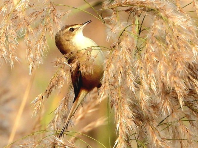 anu mathur tweet media