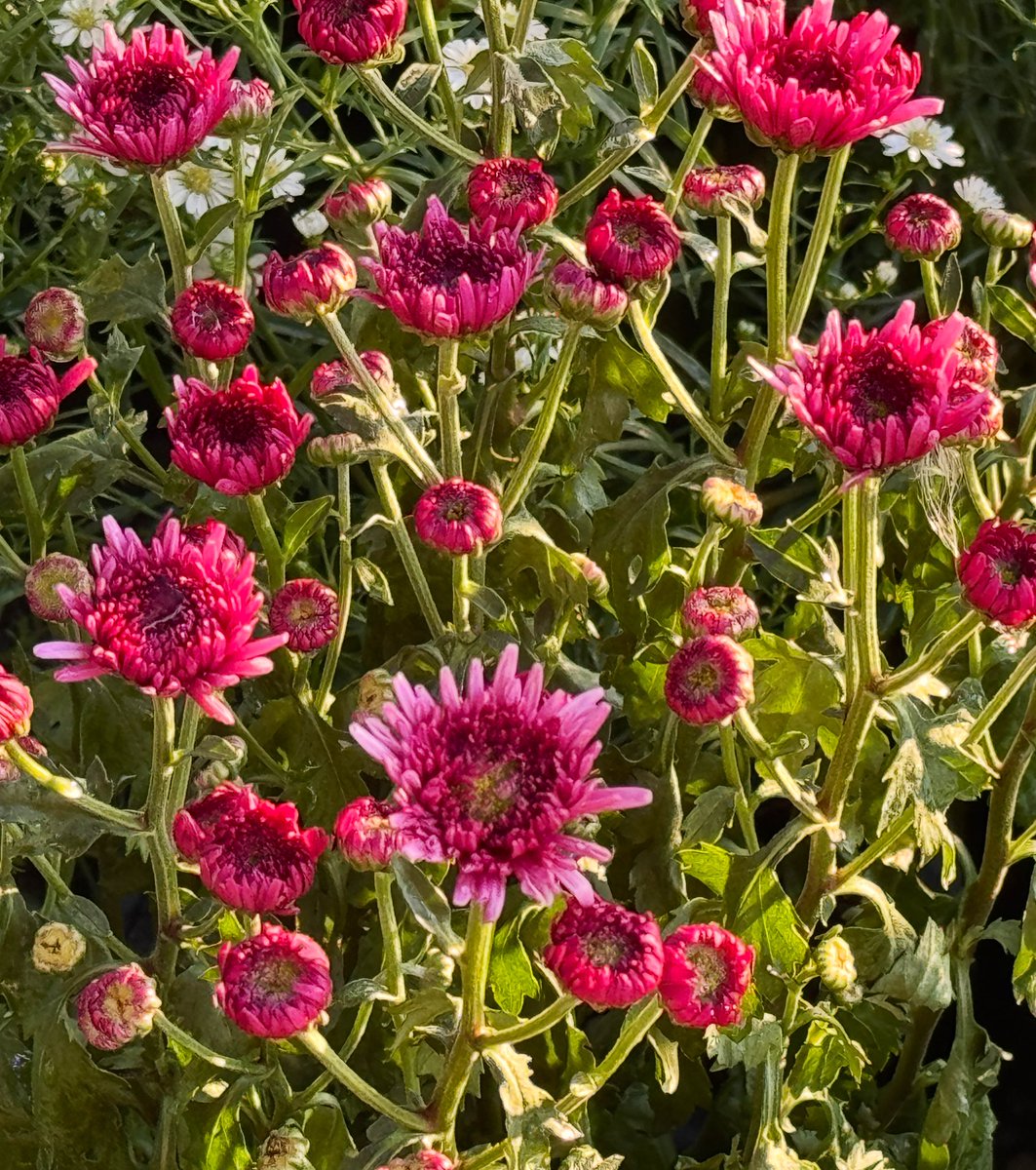 เดินมองดอกไม้ ใบไม้วันพักผ่อน เป็นอีกหนึ่งวิธีที่จะทำให้สบายใจมากขึ้นนะคะ 🌷 #ส่องดอกไม้ใบไม้   ขอพรให้เป็นอีกหนึ่งวันสบายใจของทุกท่านค่ะ