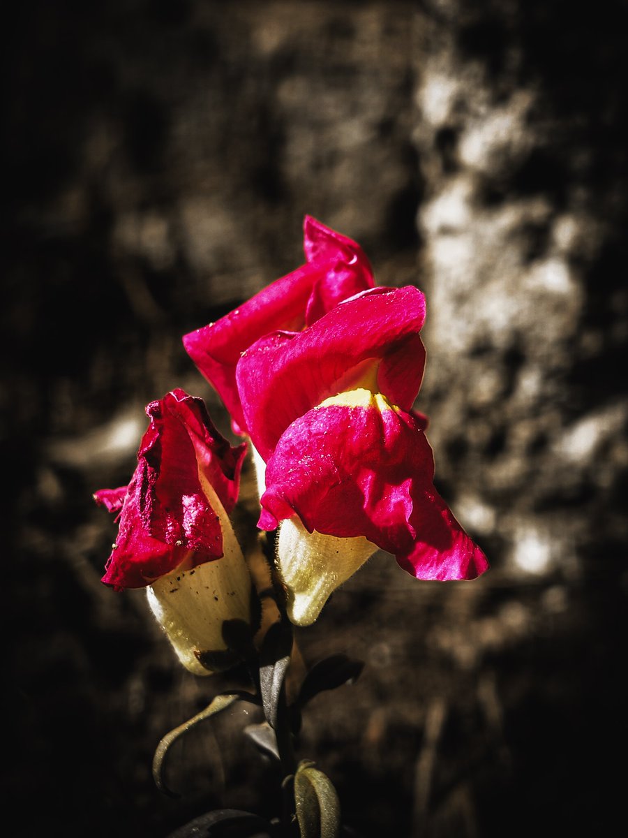 Paritosh_33's tweet photo. Some fun shots !
#T4ultra
#sunday https://t.co/7UglU4oHMb