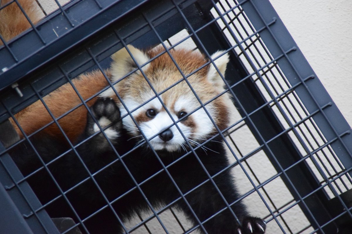 redredred775's tweet photo. 成長したななこ✋🏻
#日本平動物園 
#ななこ https://t.co/HrDTcrX4sz