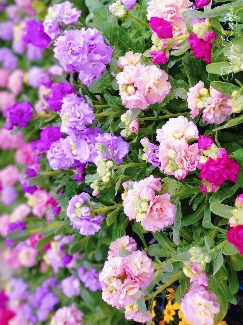 Flowers Community on X - 139.5K Members