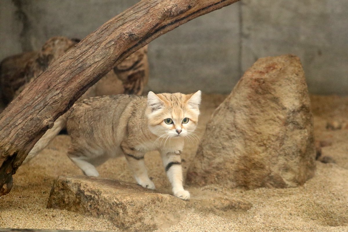 神戸どうぶつ王国 tweet media