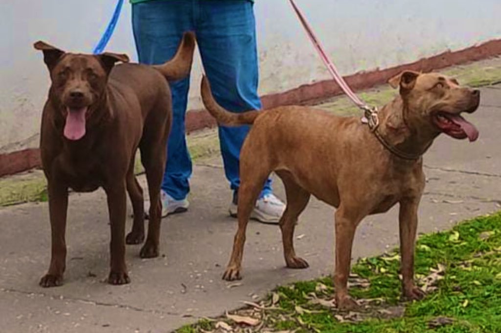 Los perritos de la foto eran la familia de un señor que falleció hace unos meses dejando en orfandad a sus 2 perritos 😔

Nos escriben para pedir que gente buena y responsable los pueda adoptar 🙏

Choco es un labrador color chocolate de 5 años, vacunado y esterilizado.

Moka es